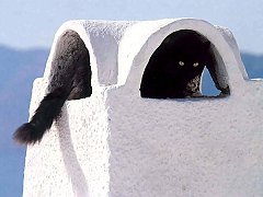Gatti (232)